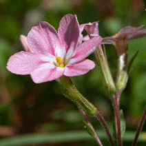 Phlox adsurgens