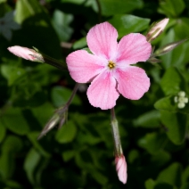 Phlox adsurgens