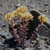 Sedum laxum ssp. flavidum