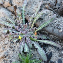 Camissoniopsis micrantha