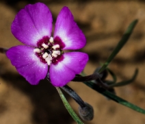Clarkia gracilis ssp. gracilis