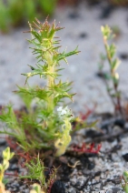 Navarretia hamata ssp. parviloba