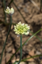 Allium amplectens