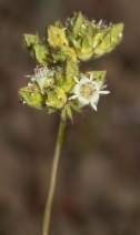 Horkelia tridentata var. flavescens