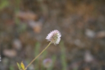 Trifolium albopurpureum var. olivaceum