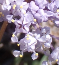 Ceanothus fresnensis