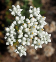 Anaphalis margaritacea