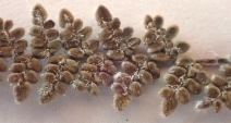 Cheilanthes gracillima