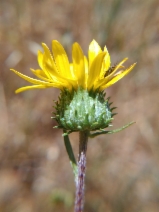 Grindelia hirsutula
