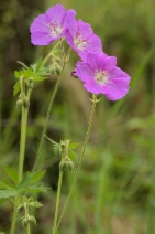 Geranium oreganum