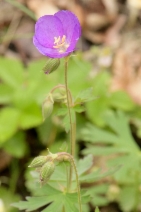 Geranium oreganum