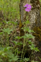 Geranium oreganum