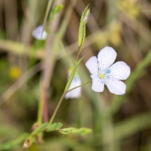 Linum bienne