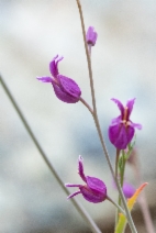 Streptanthus glandulosus ssp. glandulosus