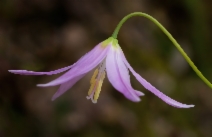 Erythronium revolutum