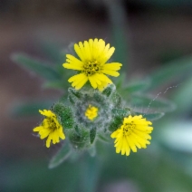 Madia gracilis