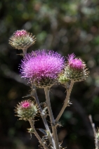 Cirsium occidentale var. californicum