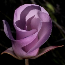 Calochortus splendens