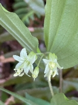 Prosartes hookeri