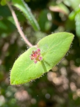 Lonicera hispidula
