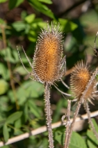 Dipsacus fullonum