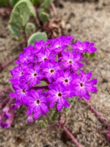 Abronia umbellata