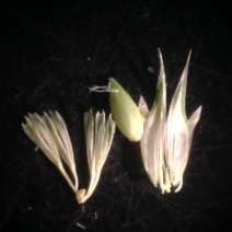 Phalaris paradoxa