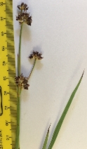 Juncus phaeocephalus var. paniculatus