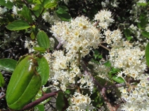 Ceanothus incanus