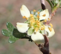 Purshia tridentata