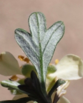 Purshia tridentata