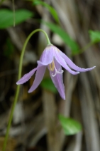 Erythronium revolutum