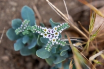 Heliotropium curassavicum var. oculatum