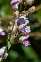 Penstemon grinnellii