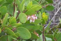 Arctostaphylos manzanita ssp. elegans