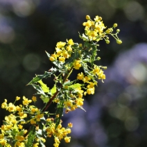 Berberis nevinii