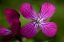 Lunaria annua