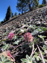 Lupinus constancei