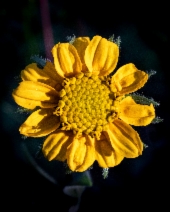 Helianthella californica var. nevadensis