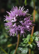Monardella villosa ssp. villosa