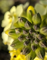 Erysimum franciscanum