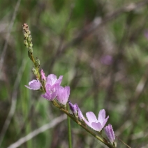 Sidalcea malviflora