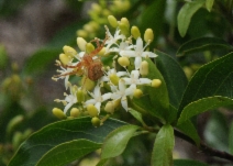 Cornus glabrata