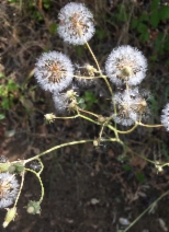 Crepis vesicaria ssp. taraxacifolia