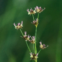 Juncus arcticus var. mexicanus