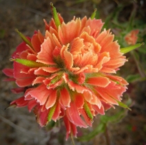 Castilleja affinis
