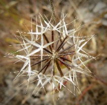 Stebbinsoseris decipiens