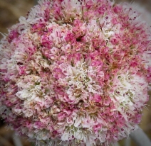 Eriogonum latifolium