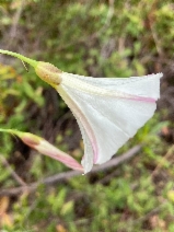Calystegia purpurata ssp. purpurata