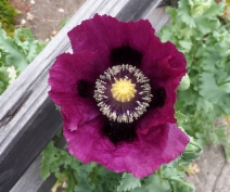 Papaver somniferum